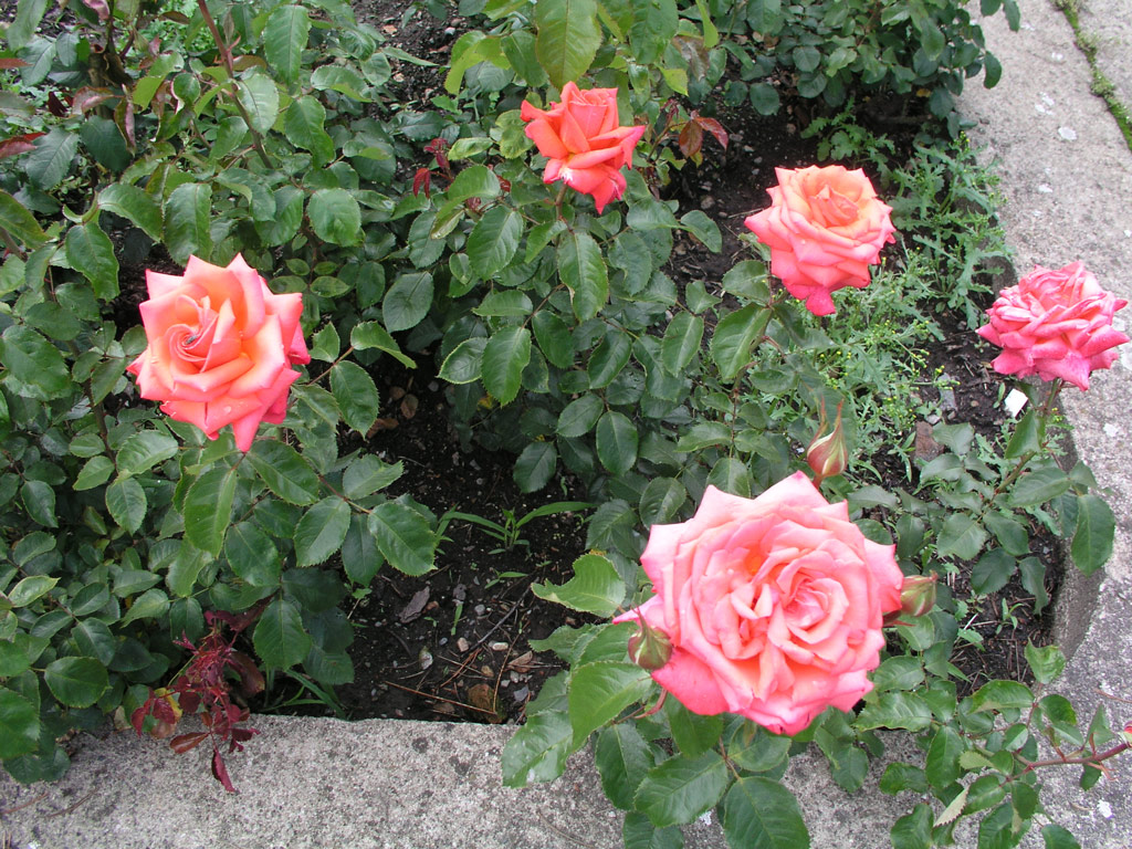 růže Freude