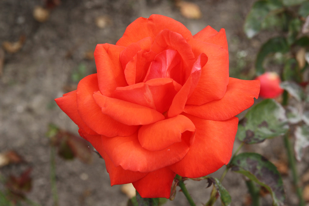 růže Freuerzauber