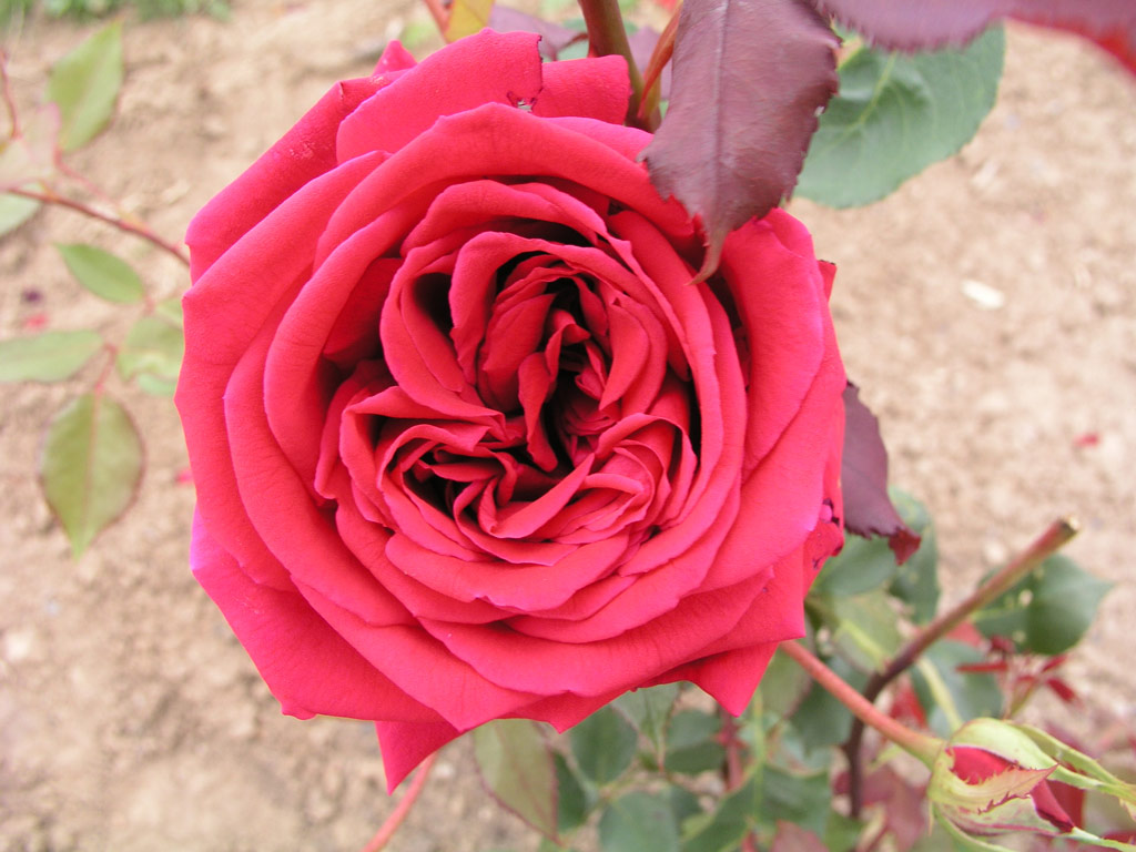 růže Friedrich Schwarz