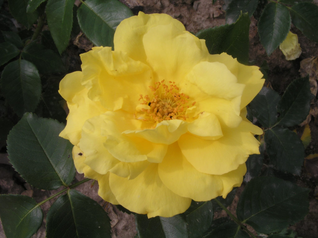 růže Friesensonne