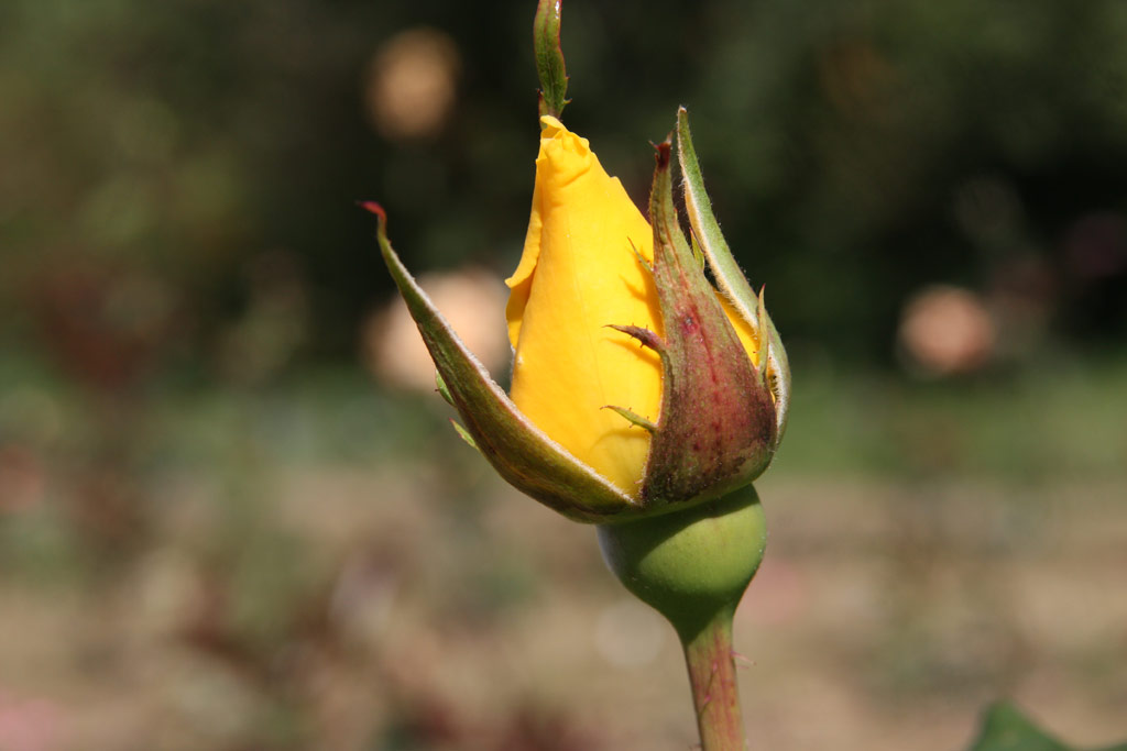 růže Friesensonne