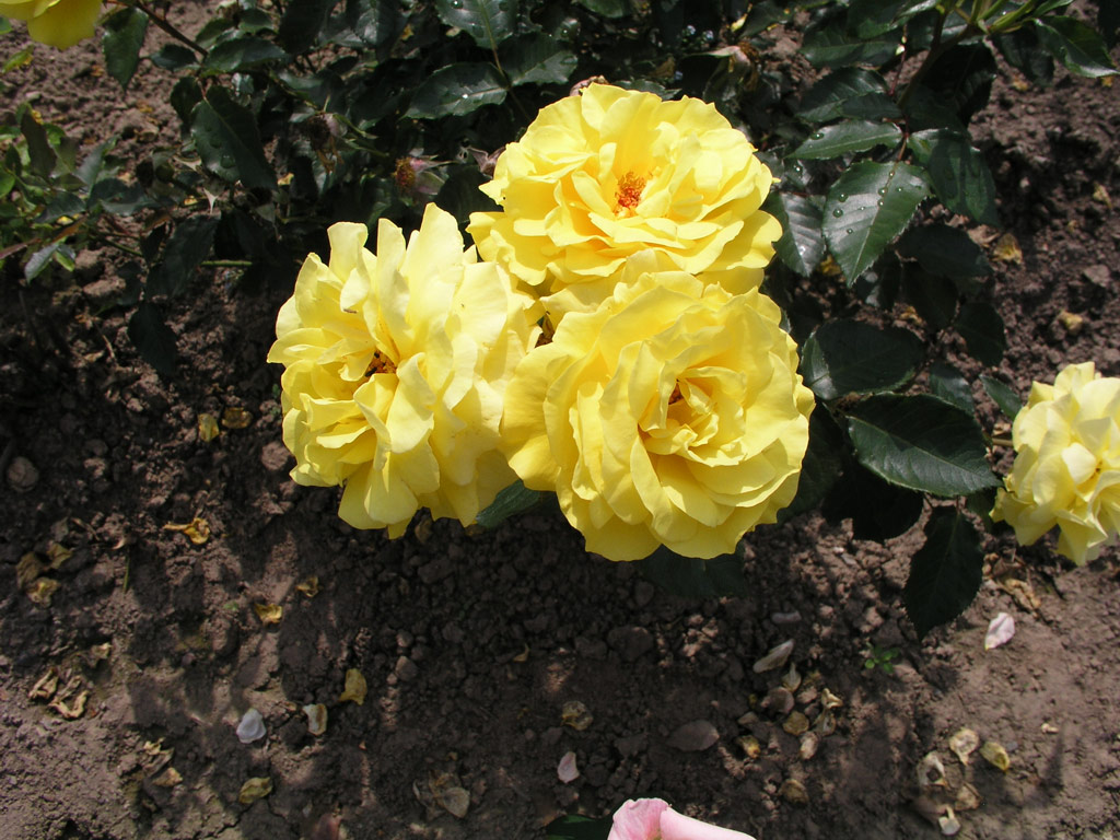 růže Friesia
