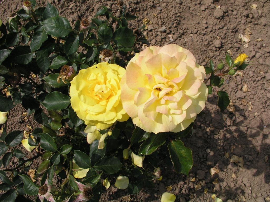 růže Friesia