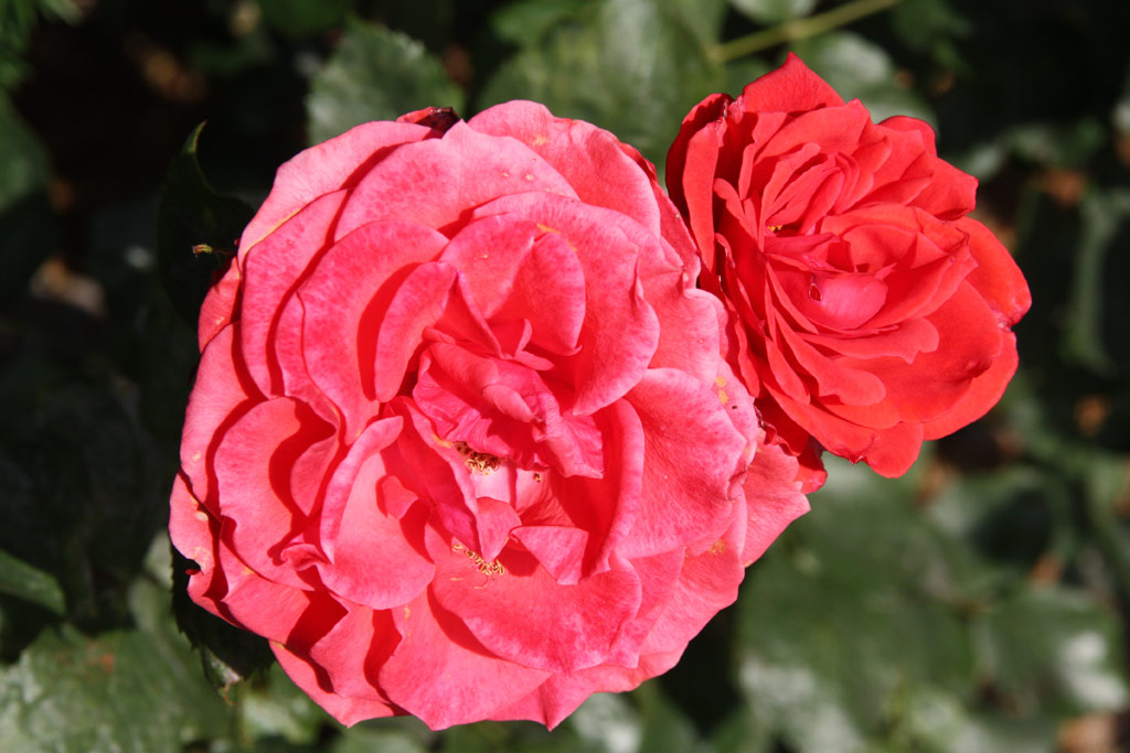 růže Fritz Walter
