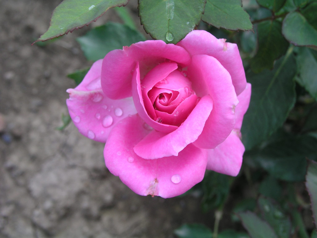 růže Frolic