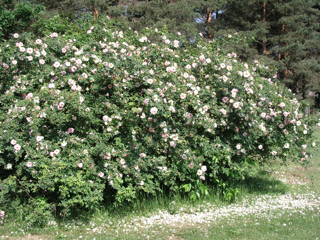 růže Frhlingsduft