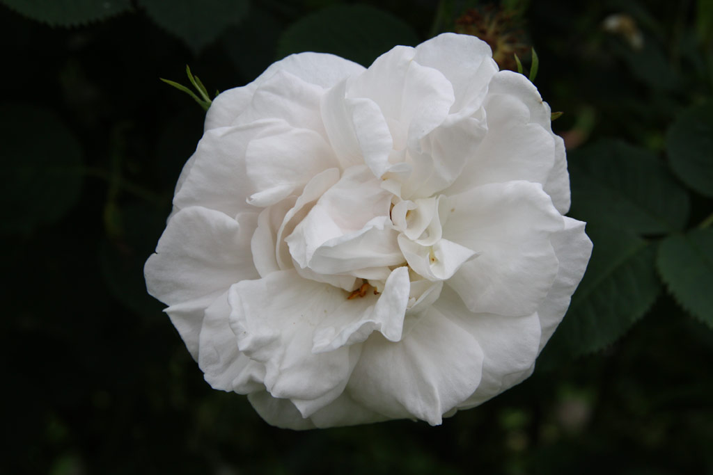 růže Frhlingsschnee
