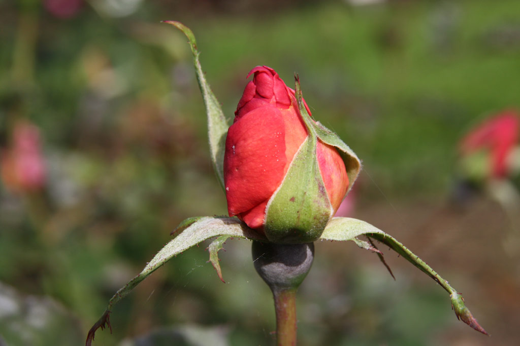 růže Fulgens (Giacomasso)