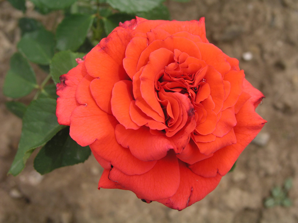 růže Furore