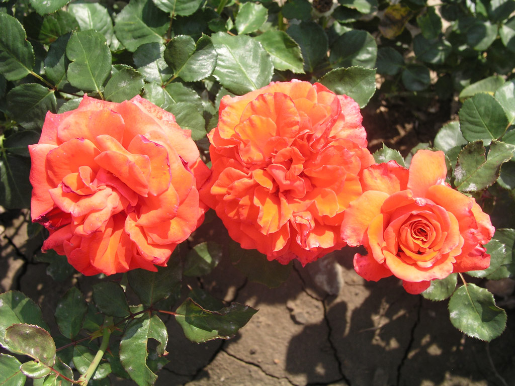 růže Furore