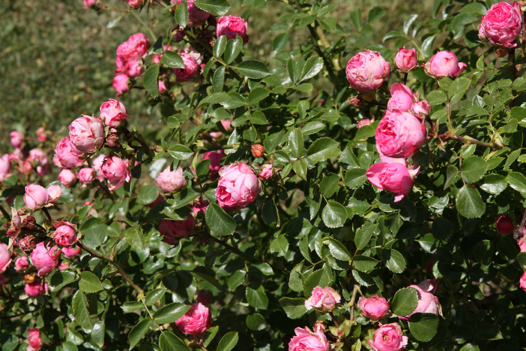 růže F�rstin Esterhazy