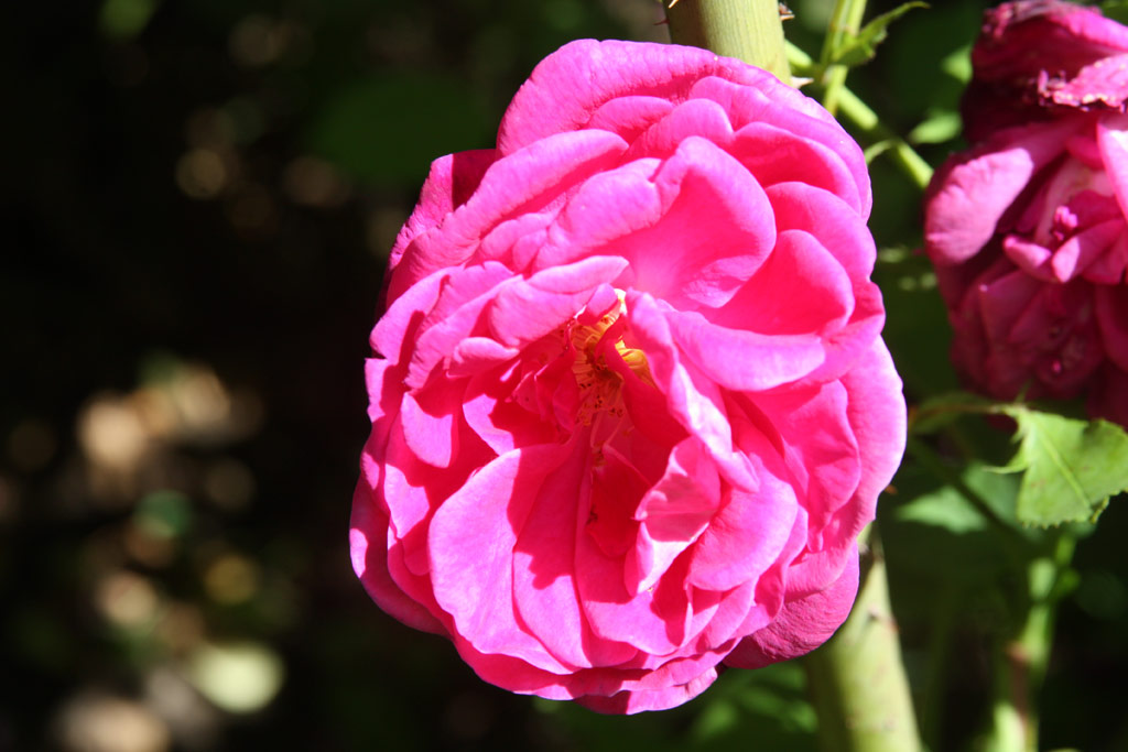 růže Futtacker Schlingrose