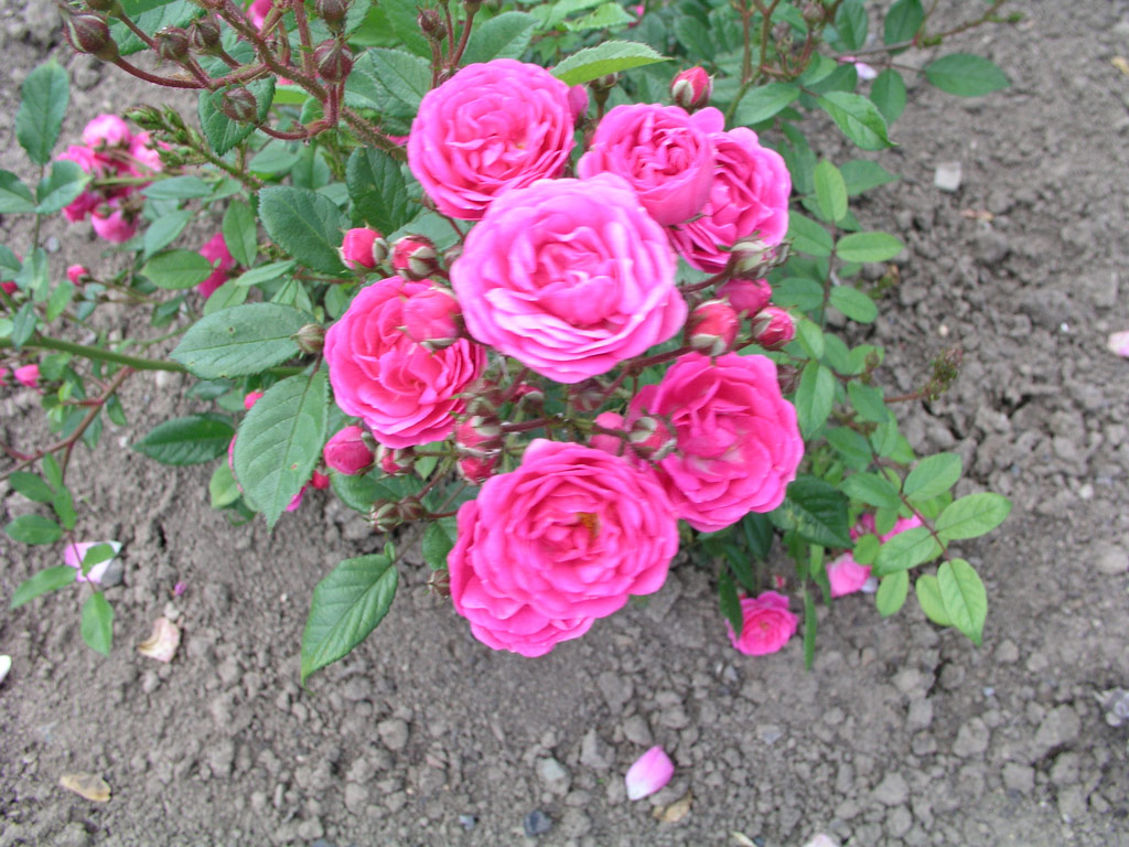 růže Gabrielle Privat