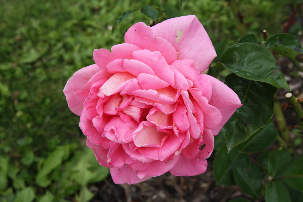 růže Gail Borden