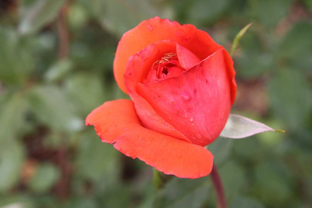růže Galia