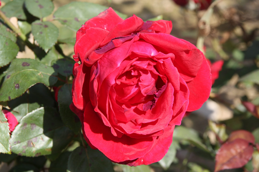 růže Galia