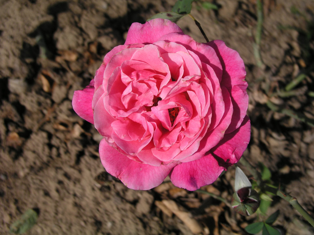 růže Gamma (Delforge)