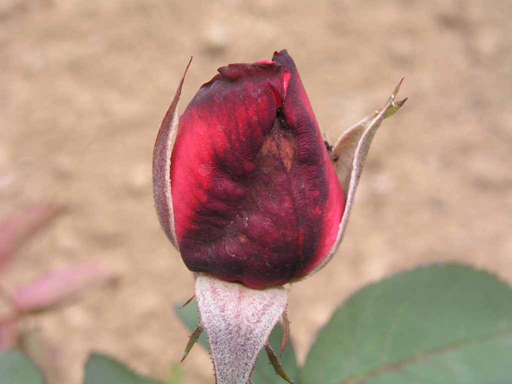 růže Gamma (Delforge)