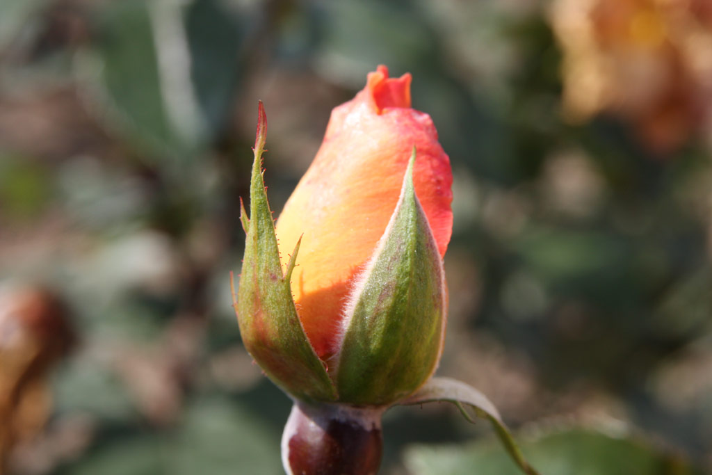 růže Gamma (Gaujard)