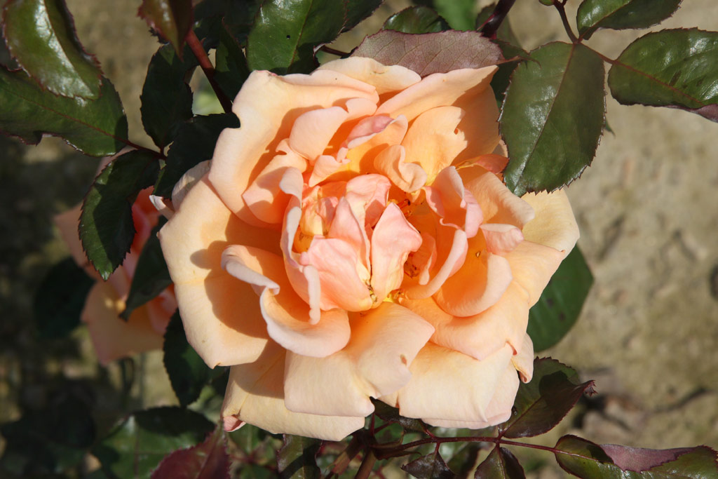 růže Gamma (Gaujard)