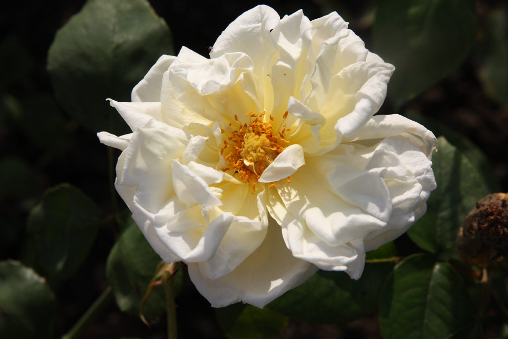 růže Gardenia