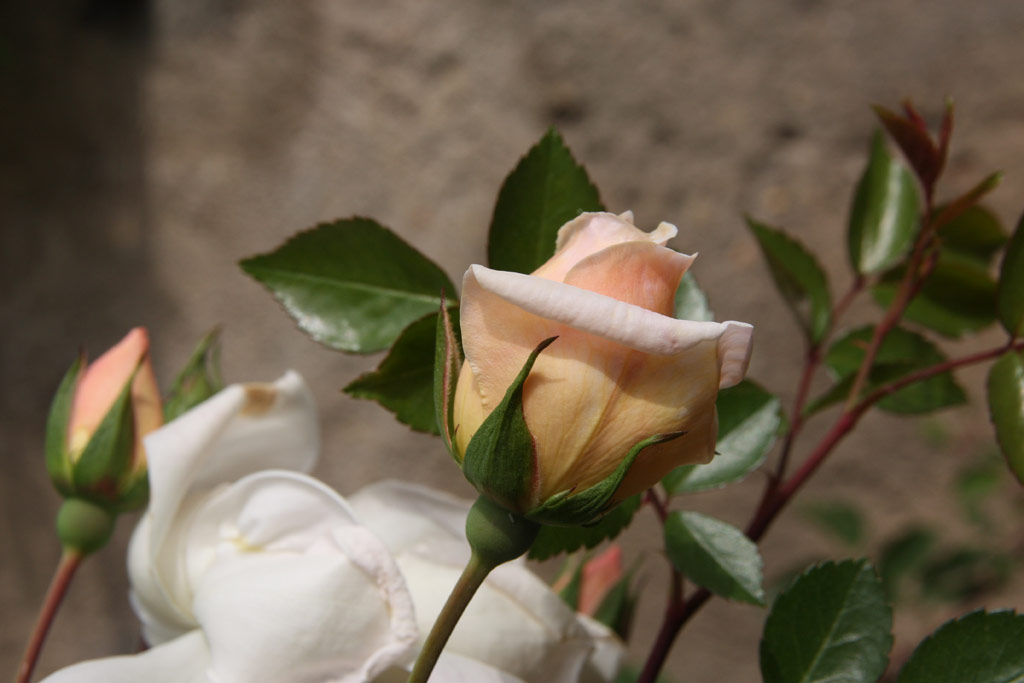 růže Gardenia