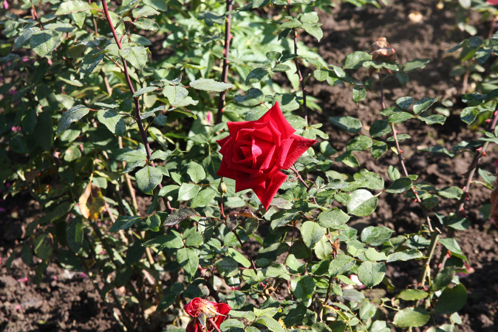 růže Gartenblut