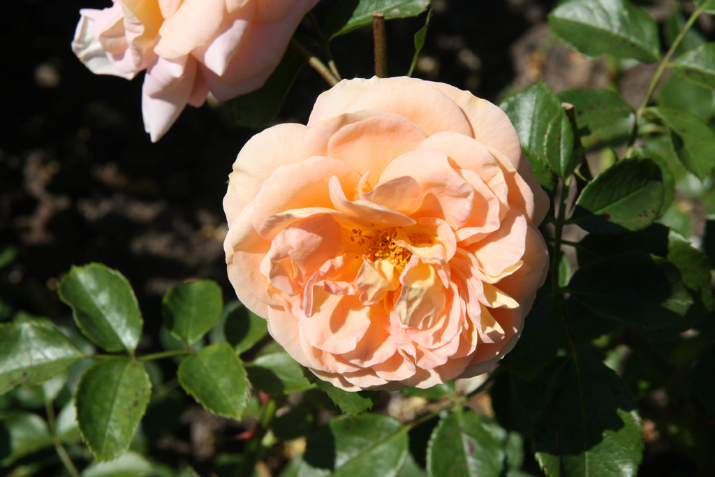 růže Gartenstadt Cervia