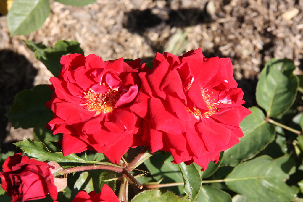 růže Gartenzauber 84