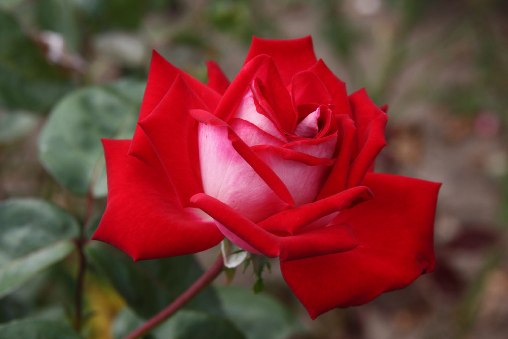 růže Gavota