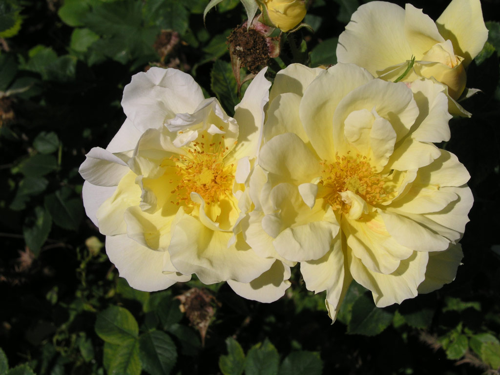 růže Gelbe Dagmar Hastrup