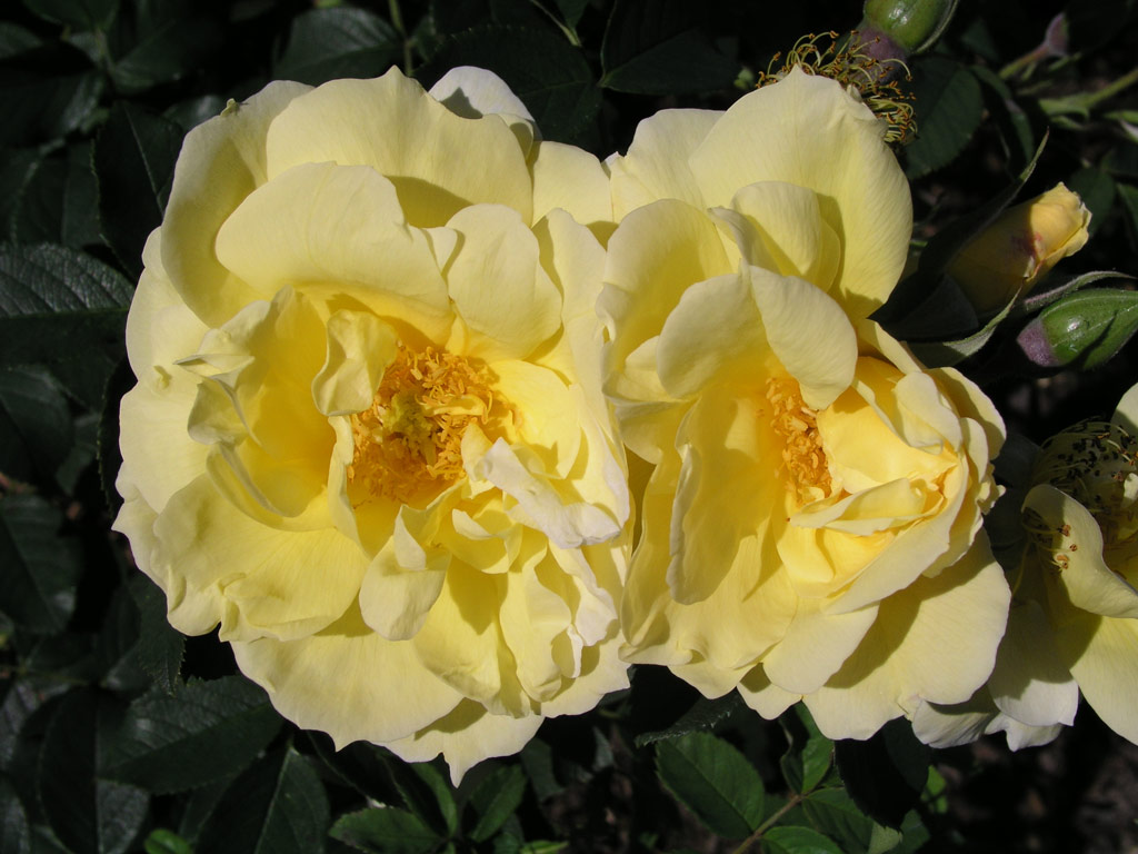 růže Gelbe Dagmar Hastrup