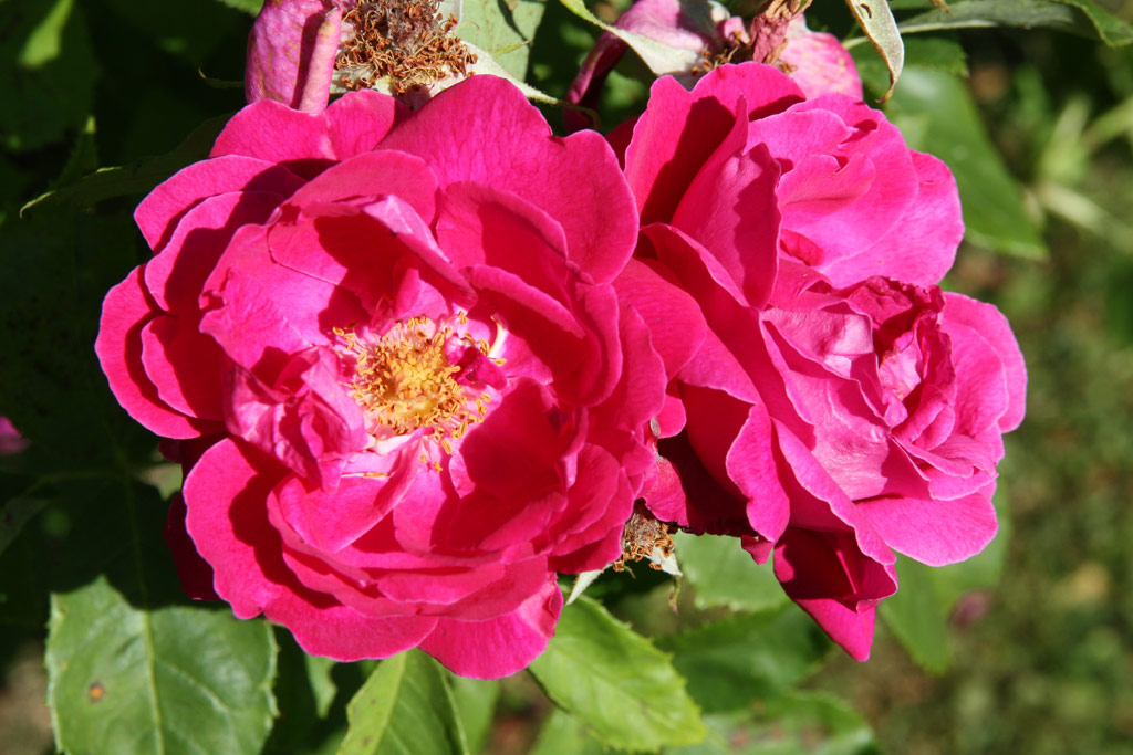 růže General Jacqueminot