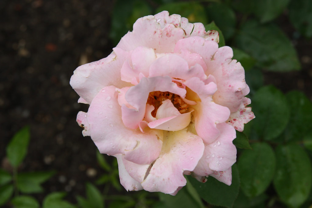 růže General Schablikine