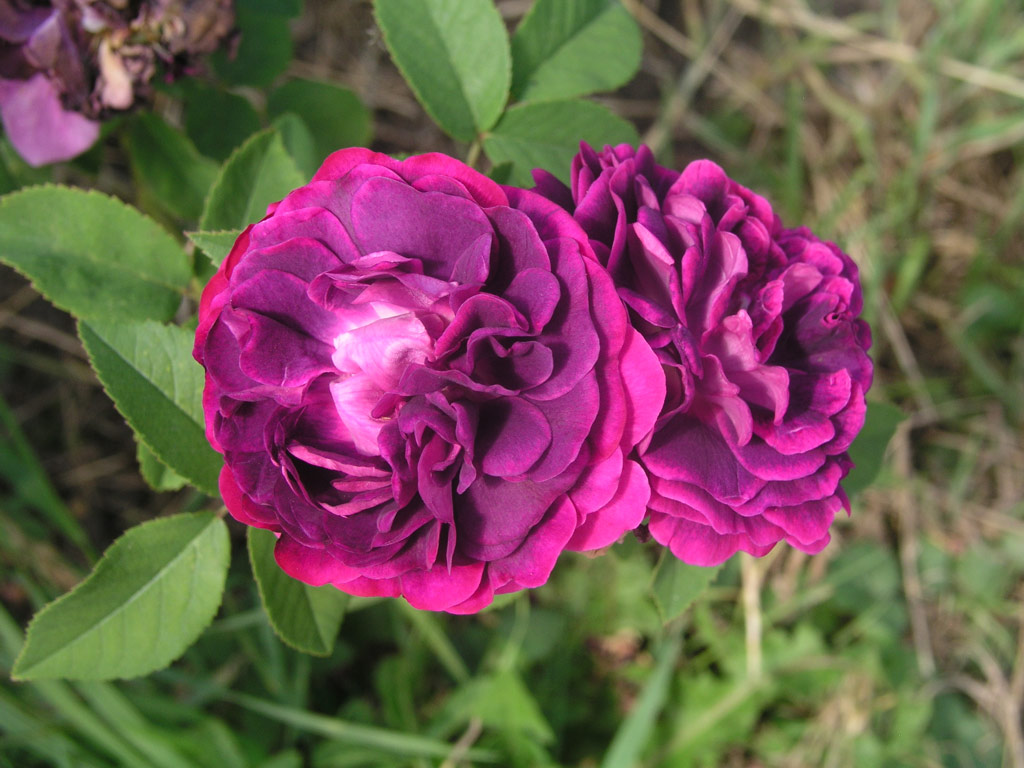 růže Generl tefanik
