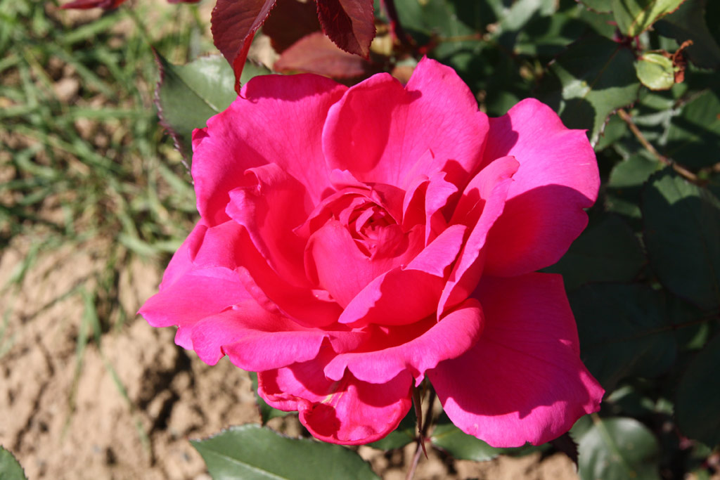 růže Genius Mendel