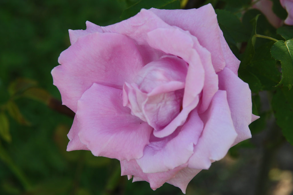růže Georg Arends