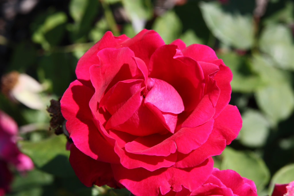 růže George Dickson