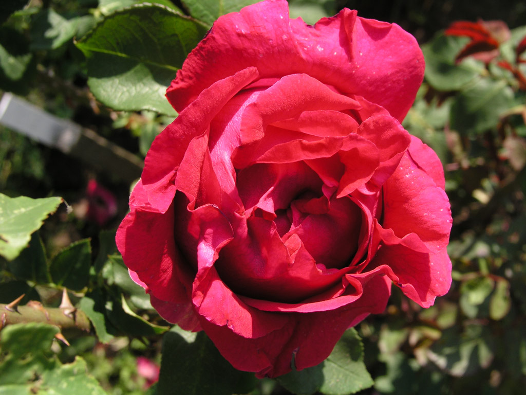 růže George Dickson