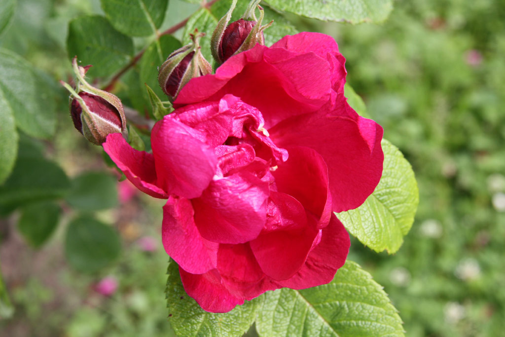 růže Georges Cain