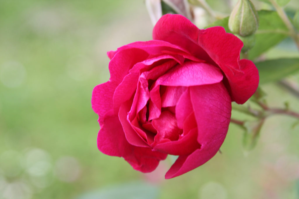 růže Georges Cain