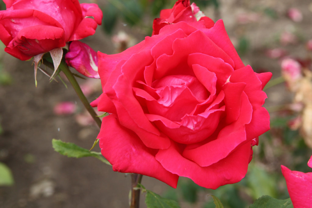 růže Gerda Henkel