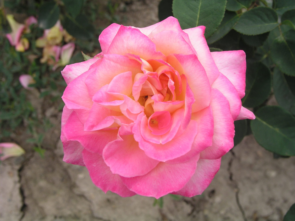 růže Gertrud Schweitzer