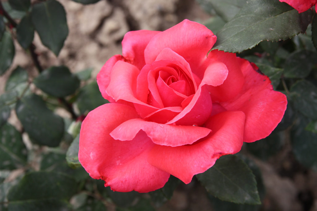 růže Gertrud Schweitzer