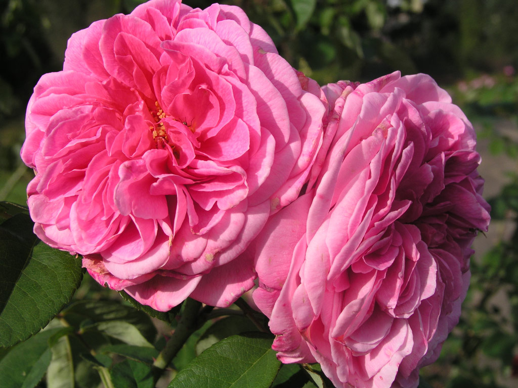 růže Gertrude Jekyll