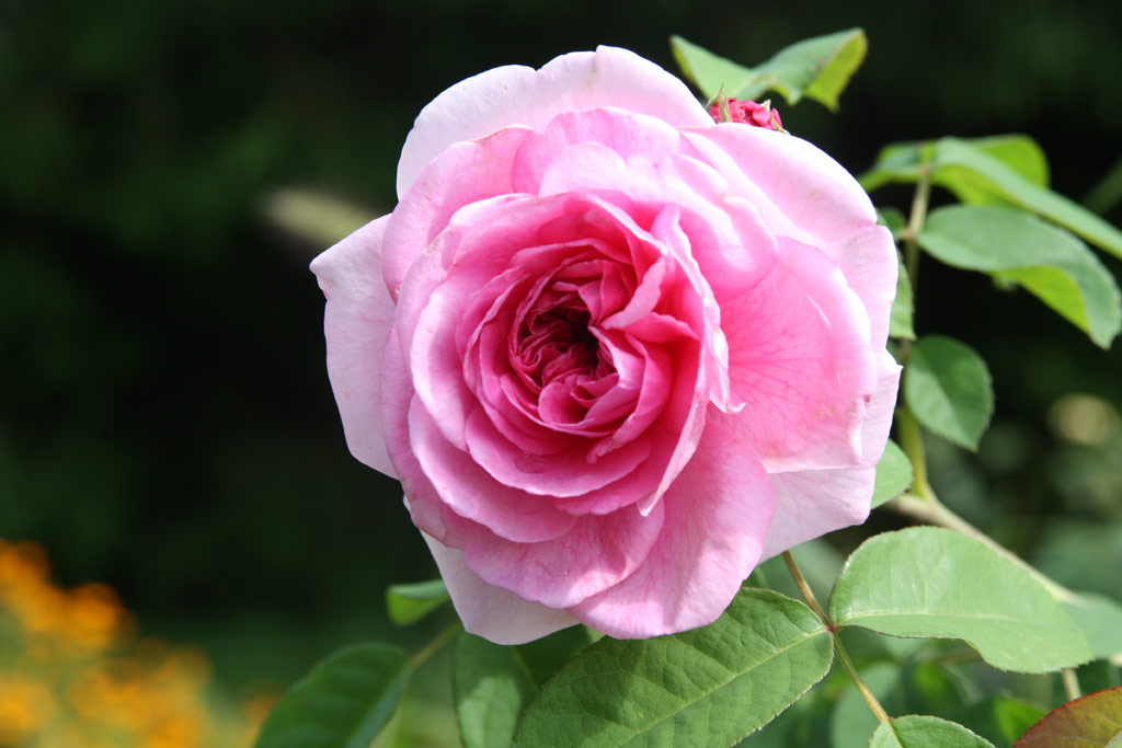 růže Gertrude Jekyll