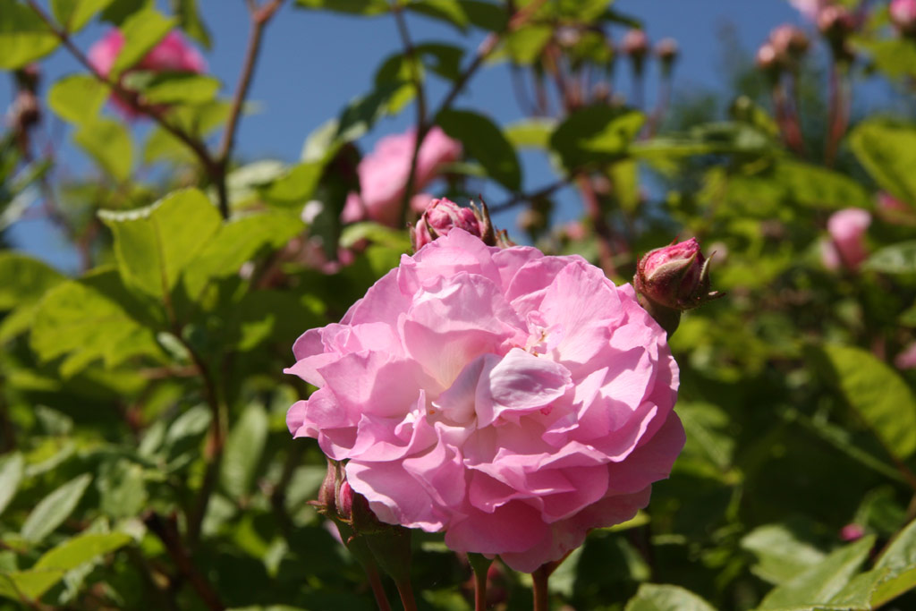růže Geschwinds Nordlandrose