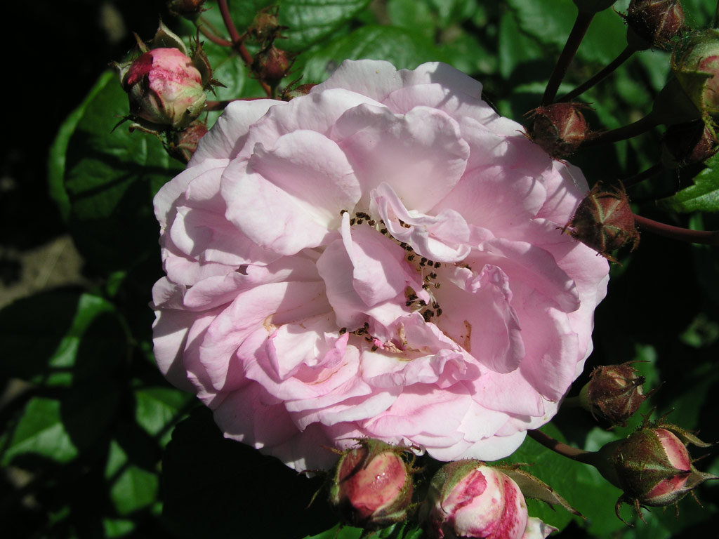 růže Geschwinds Nordlandrose