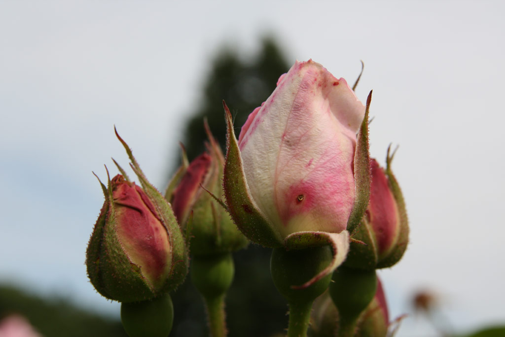 růže Geschwinds Schnste (Chotobus)