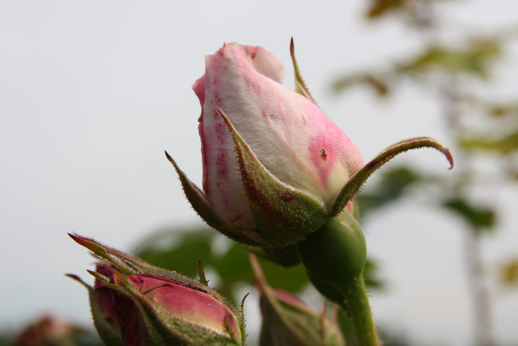 růže Geschwinds Schnste (Chotobus)